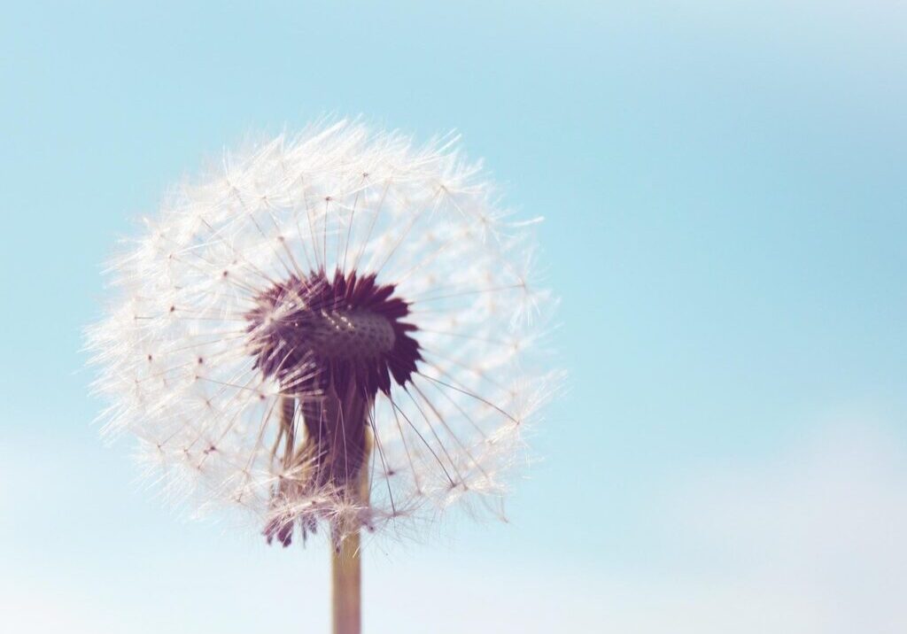 dandelion-761759_1280