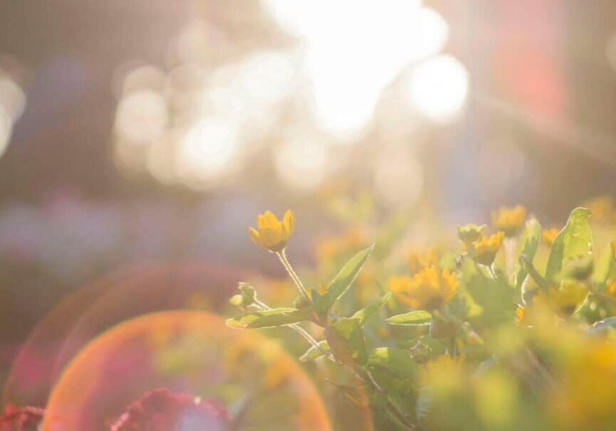 pexels-dua-chuot-218802-917076