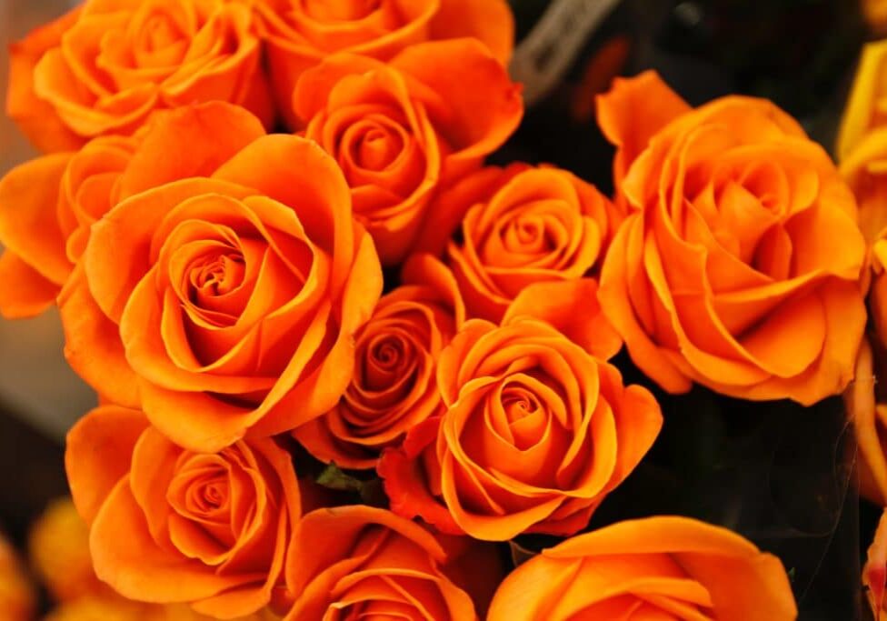 pexels-jeff-wang-462402