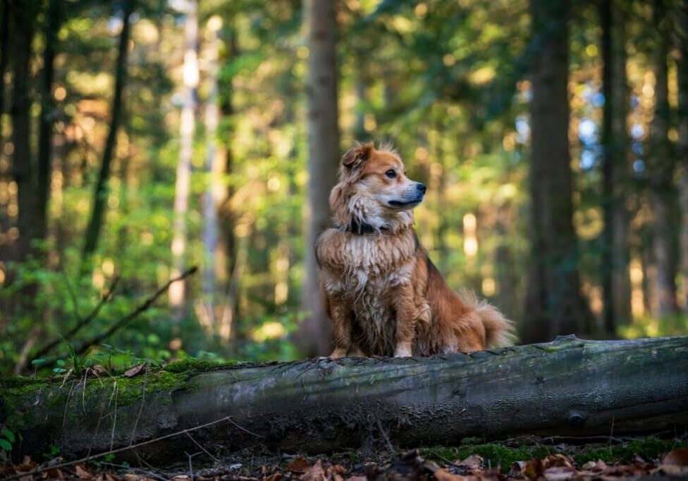 pexels-michalrobak-31781881