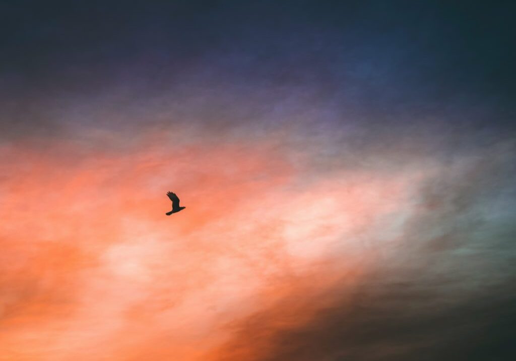 pexels-nayla-charo-12082513