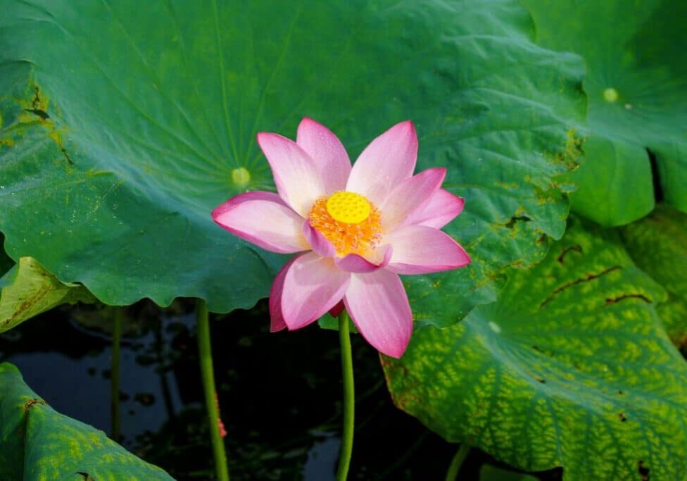 pexels-pp-zhu-2153459781-33096074